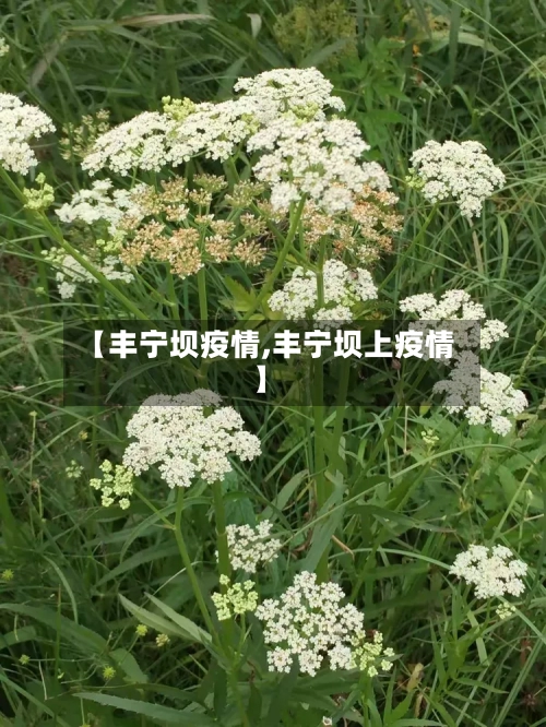【丰宁坝疫情,丰宁坝上疫情】-第3张图片