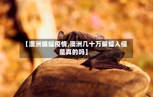 【澳洲蝙蝠疫情,澳洲几十万蝙蝠入侵是真的吗】