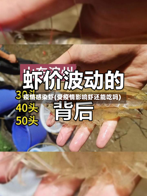 疫情感染虾(受疫情影响虾还能吃吗)-第3张图片