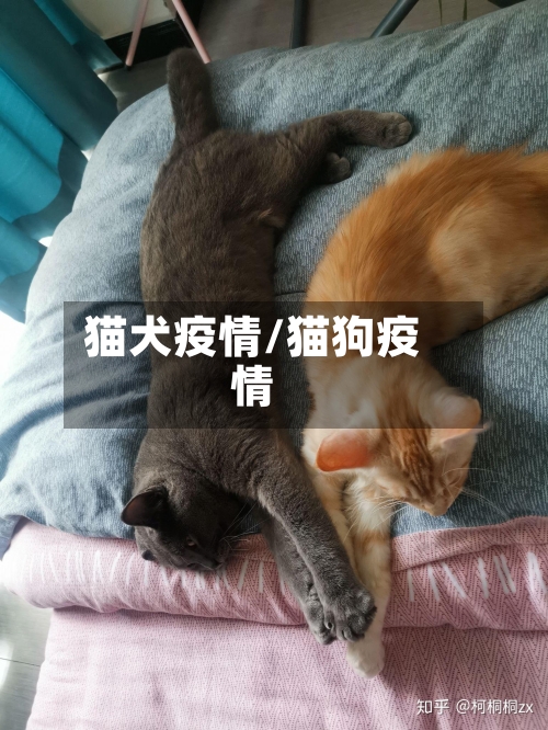 猫犬疫情/猫狗疫情-第3张图片